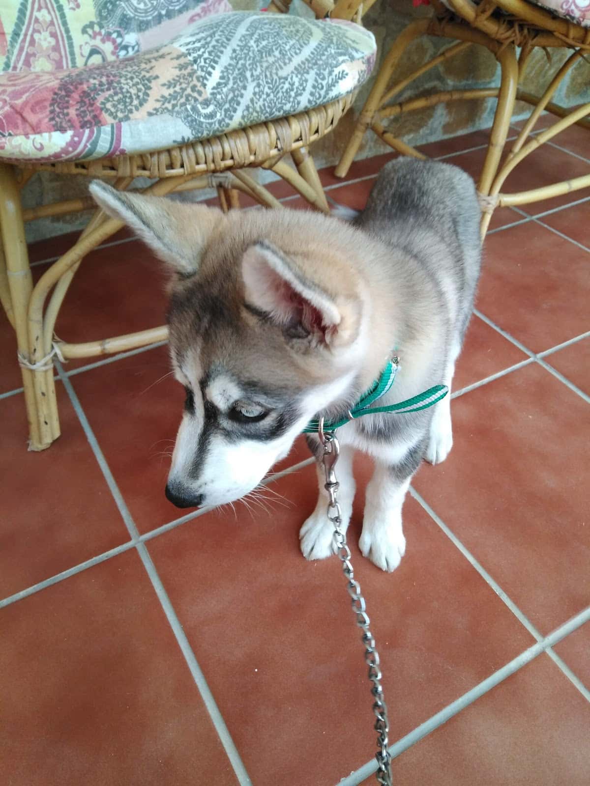Clinica Veterinaria Huétor-Tájar