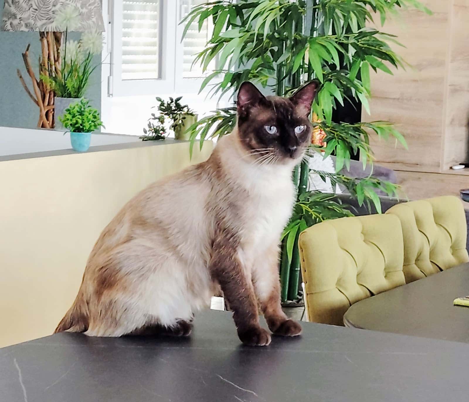 centro veterinario canfeliquus veterinario centro en alcaucin en malaga principalImage ADOPTA Sitios Pet Friendly