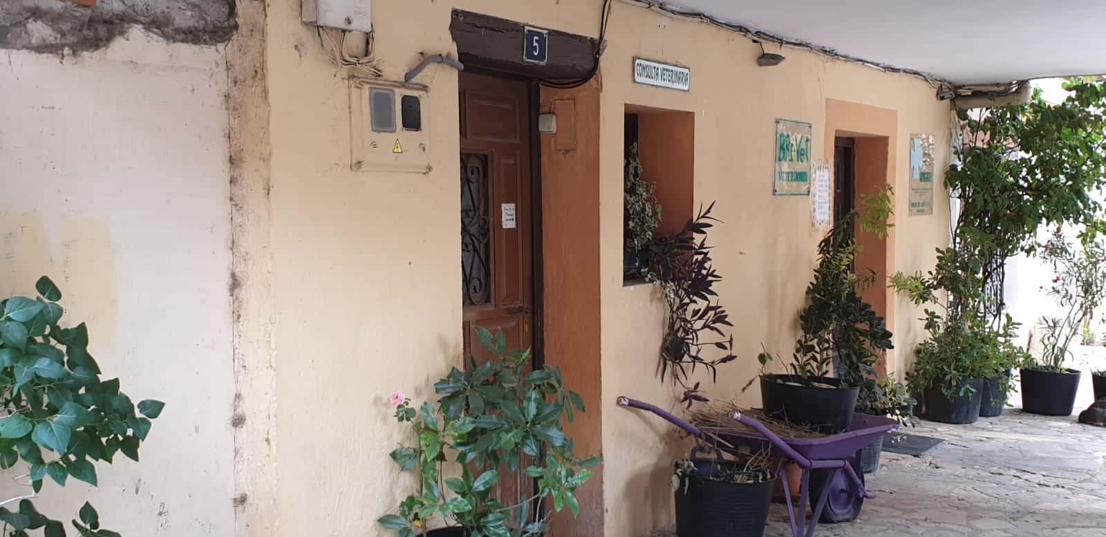 yolanda arroyo de mingo veterinario centro en brihuega en guadalajara principalImage ADOPTA Sitios Pet Friendly
