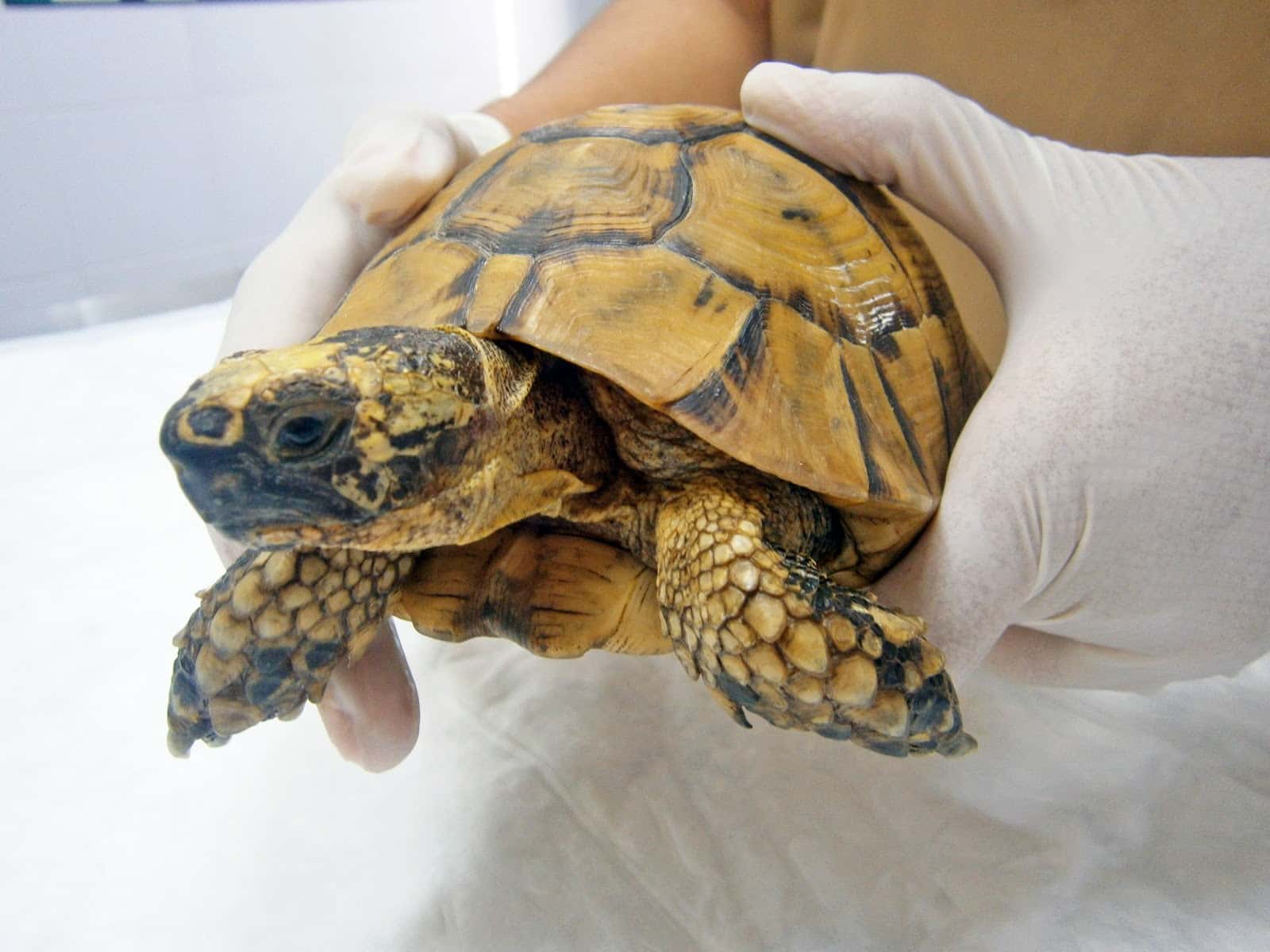 CLINICA VETERINARIA LC