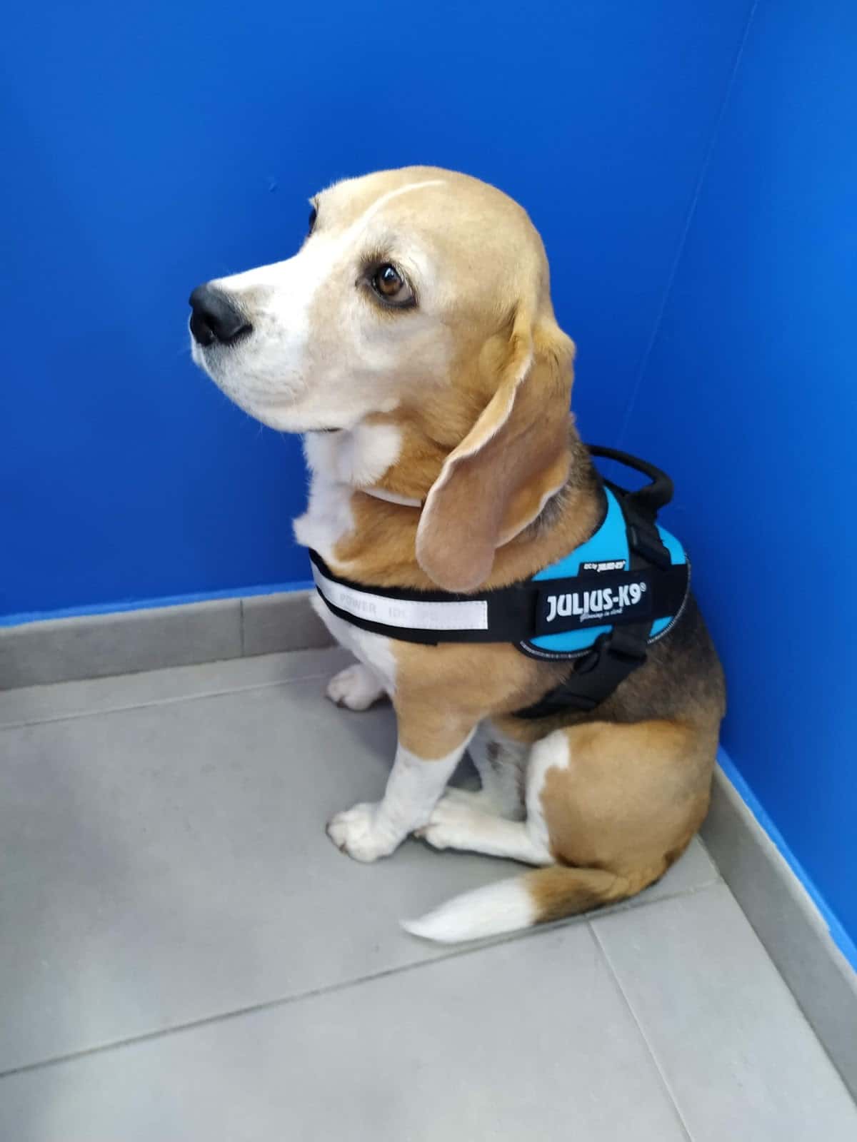 CLÍNICA VETERINARIA VALDELUZ