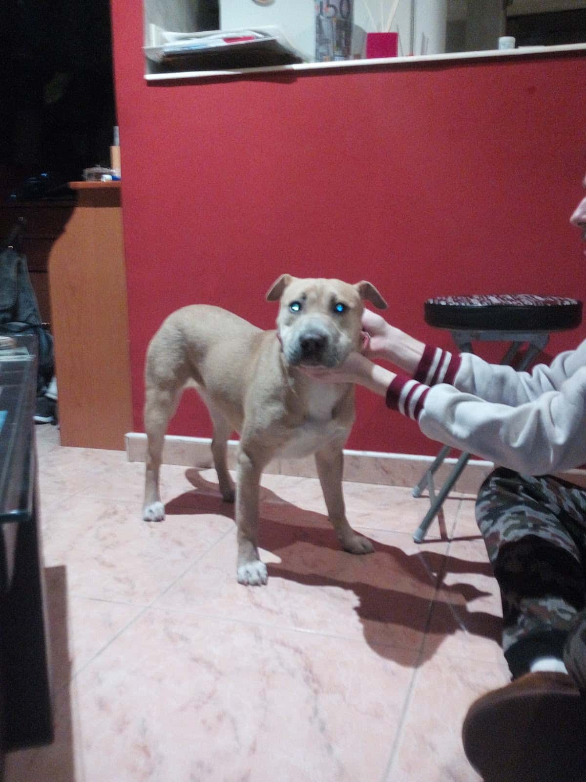 CLÍNICA VETERINARIA VALDELUZ