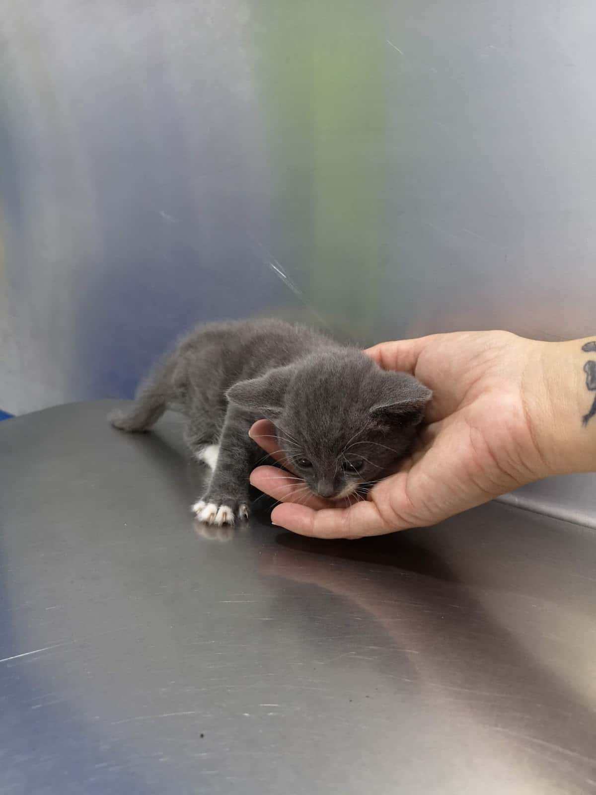 CLÍNICA VETERINARIA VALDELUZ