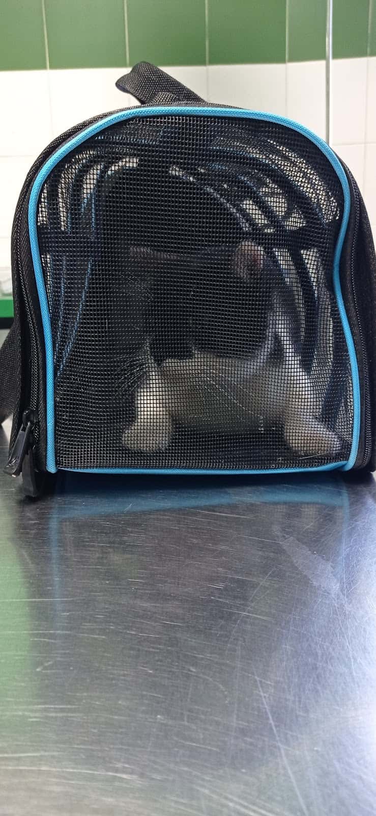 Veterinaria M. Soledad Salinas Fanlo