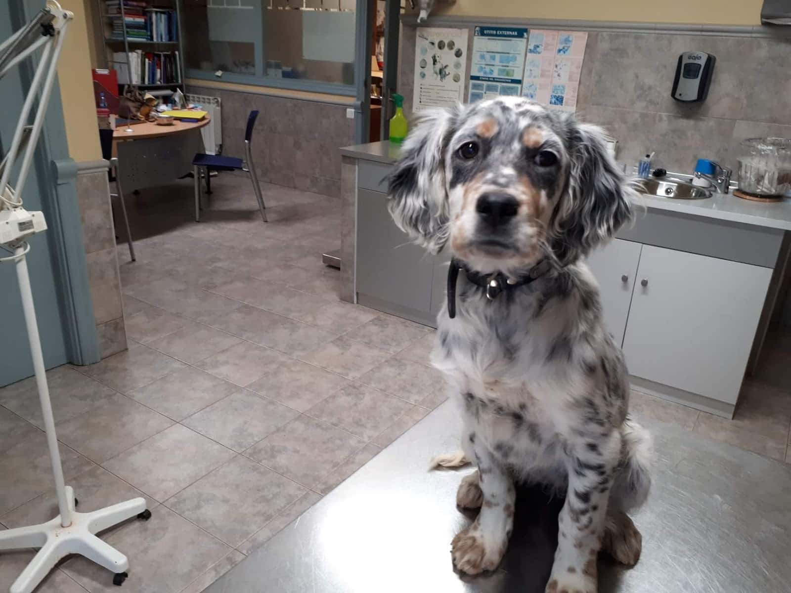 clinica veterinaria beasain veterinario clinica en beasain en gipuzkoa principalImage ADOPTA Sitios Pet Friendly