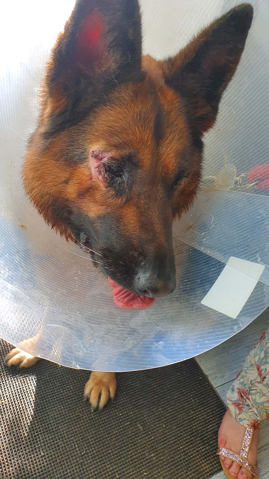 ekain veterinario centro en azpeitia en gipuzkoa principalImage ADOPTA Sitios Pet Friendly