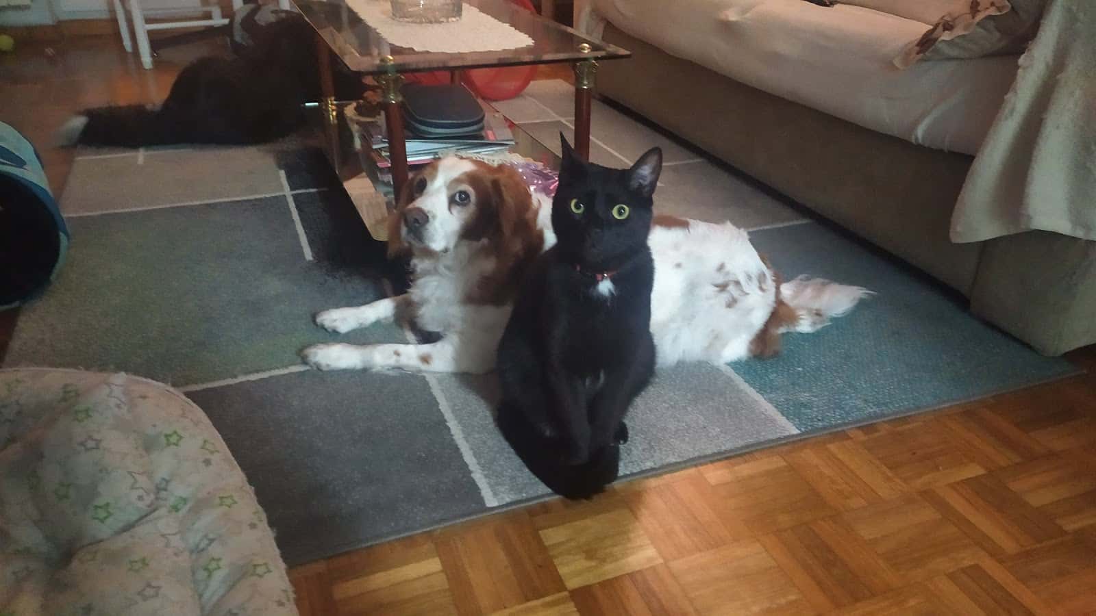 Clínica Veterinaria Orkolaga, C.B.
