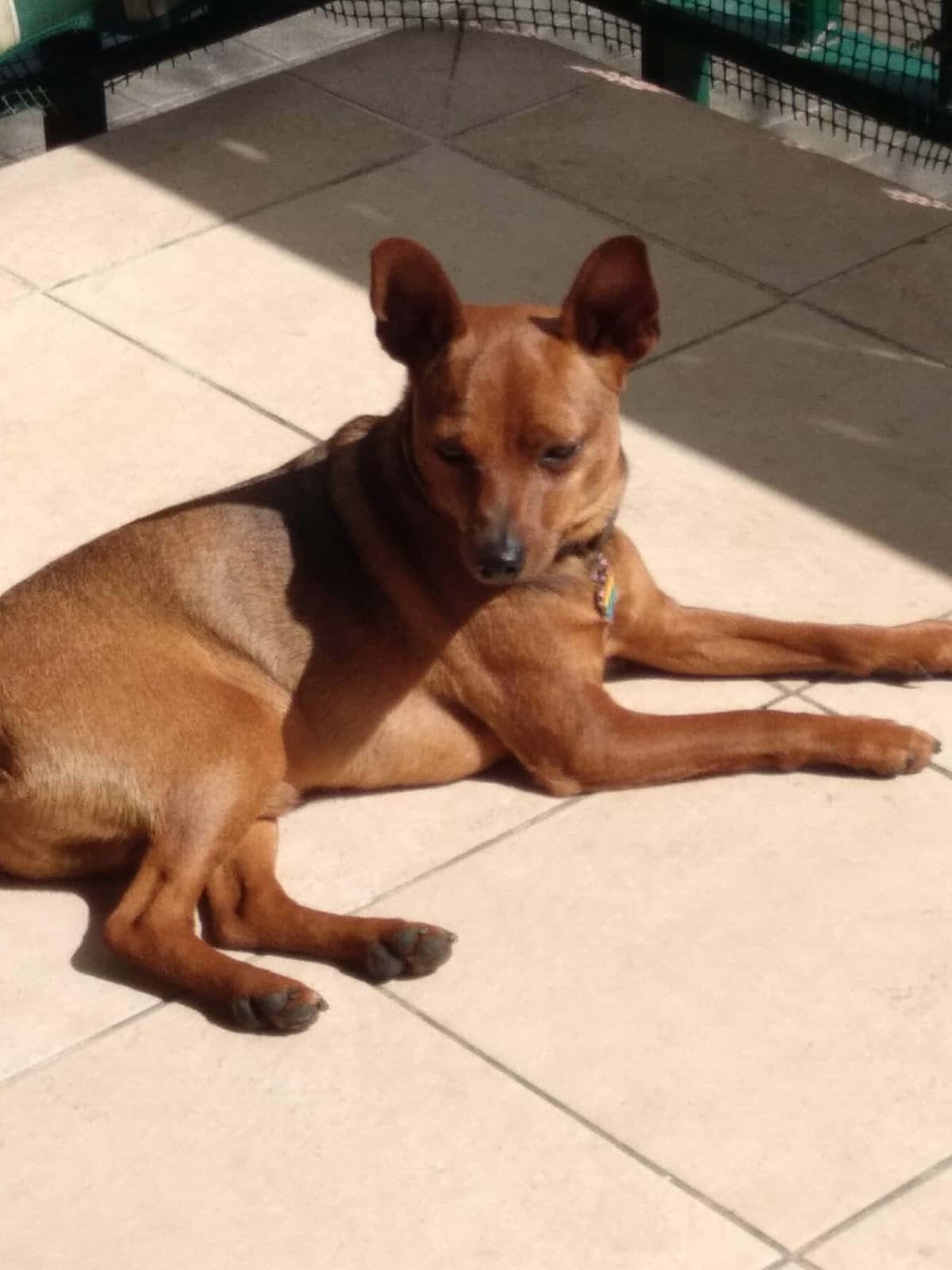Clínica Veterinaria Etxeberrieta