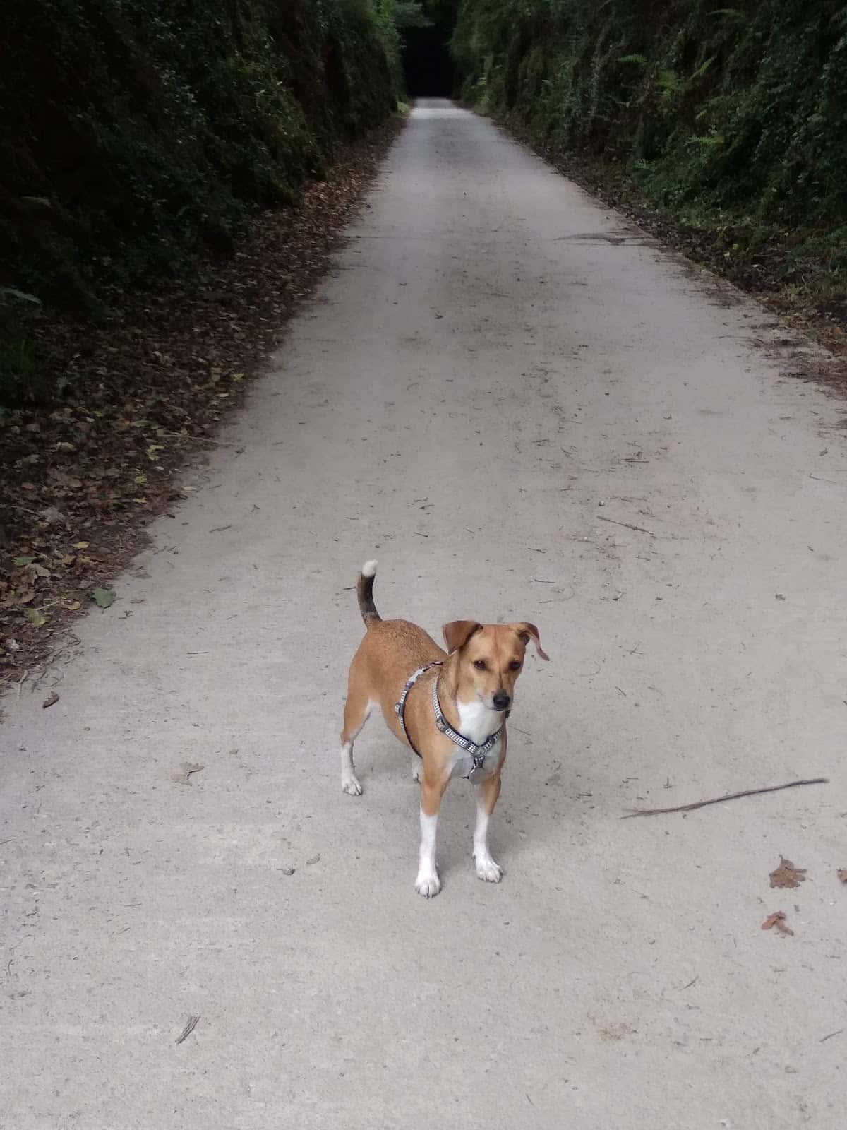 Clínica Veterinaria Otxoki