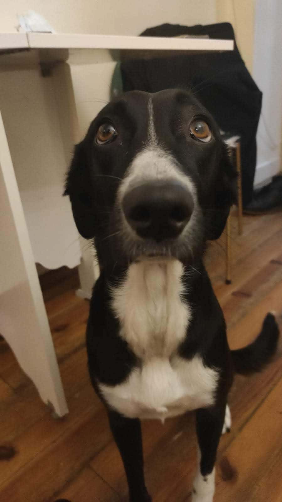 Clínica Veterinaria Otxoki