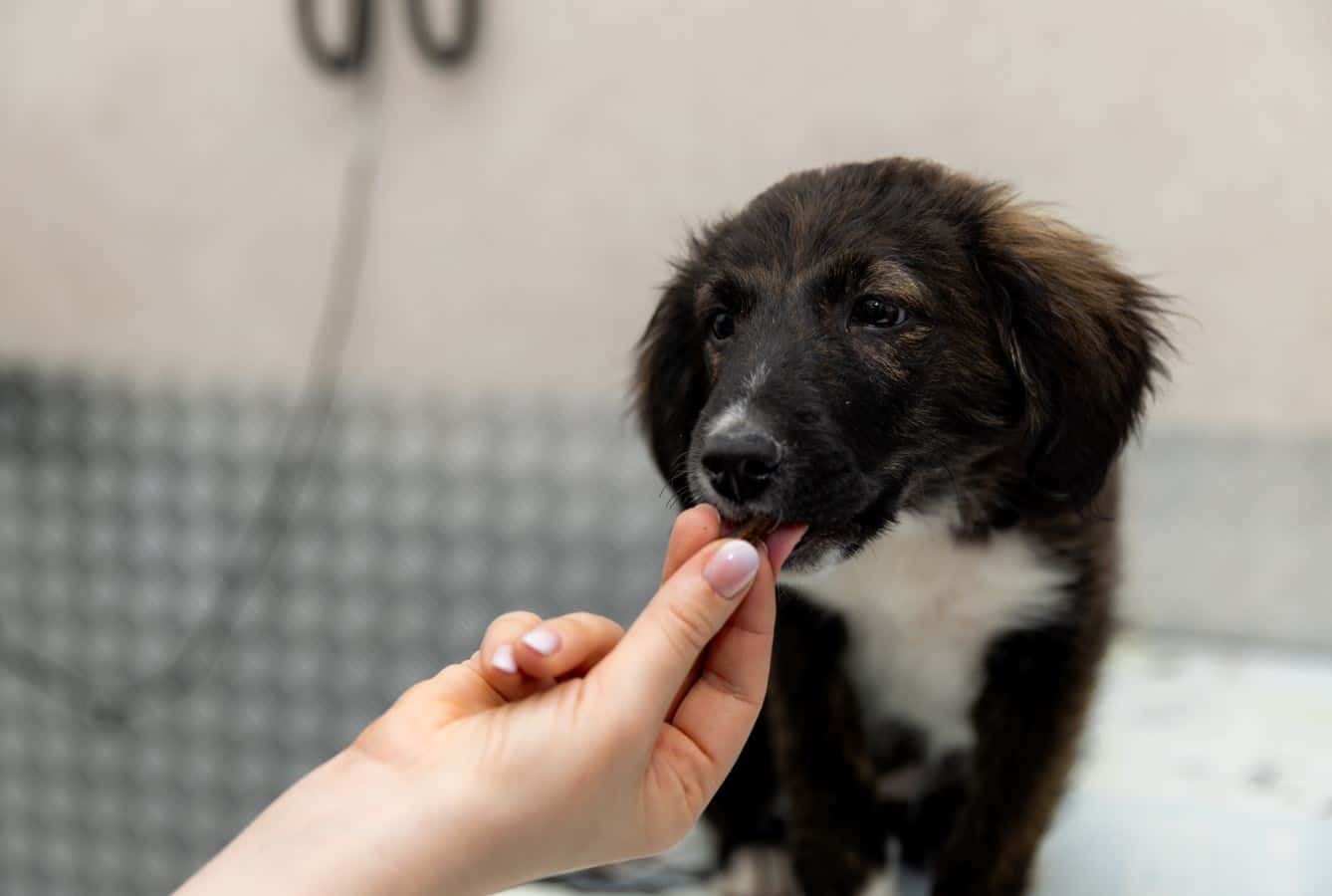 HOSPITAL VETERINARIO DONOSTIA