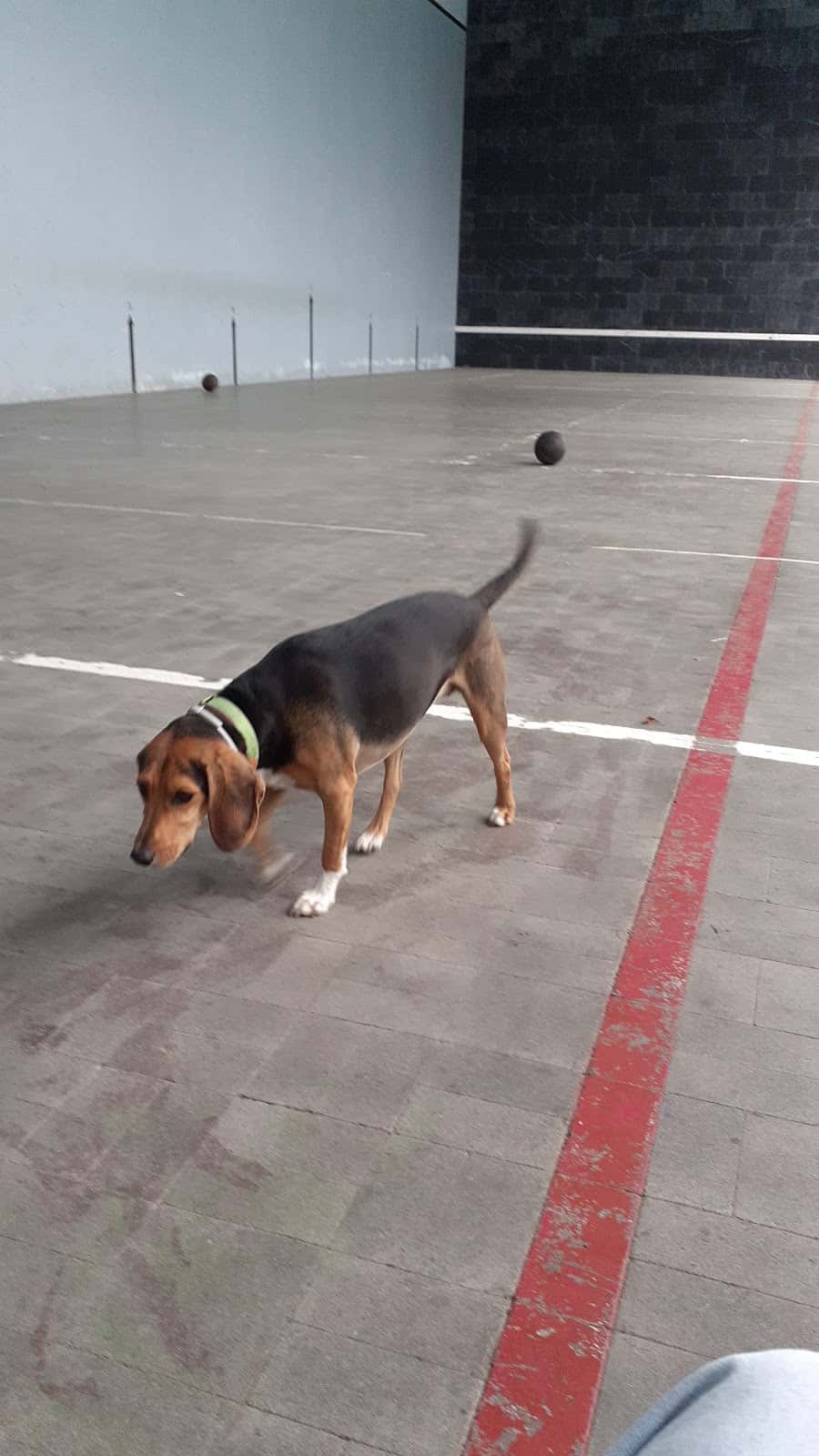 CENTRO VETERINARIO AIETE
