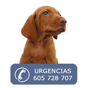 Clínica Veterinaria Basadi