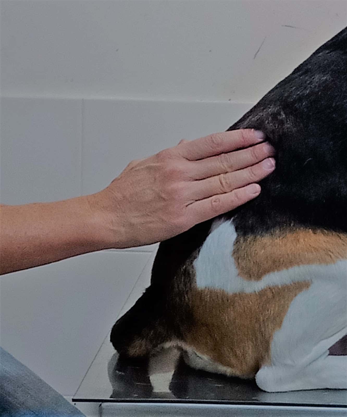 apatx   haizea isasa   urruna veterinario centro en urrugne en pyrenees atlantiques principalImage ADOPTA Sitios Pet Friendly
