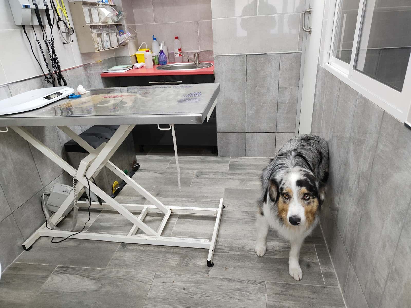 Amaita Vet - Veterinario Irun