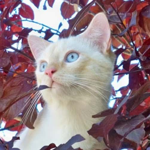 Clínica Veterinaria MuxkiIda AIbaitari KIinika
