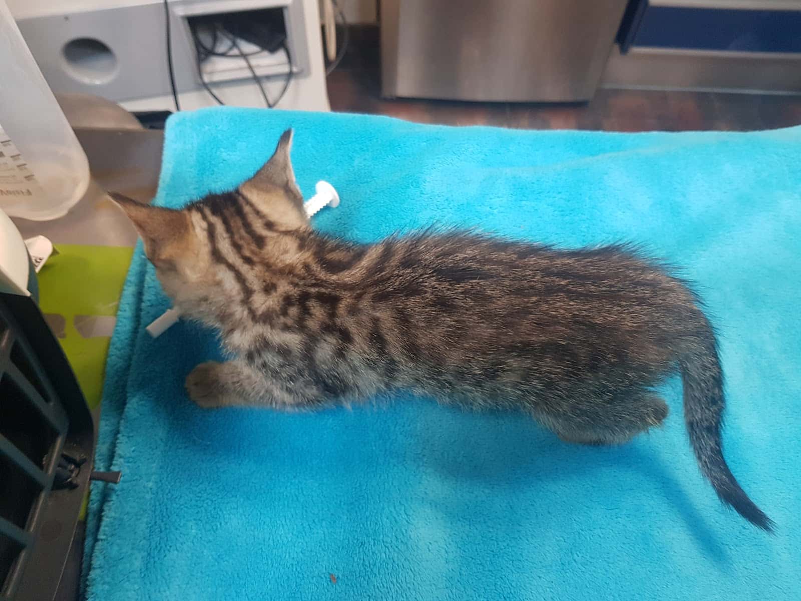 Clinica Veterinaria Plaiaundi