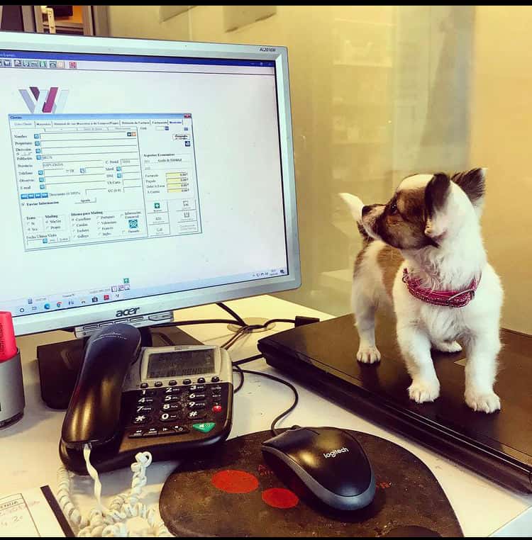 Clínica Veterinaria Elu