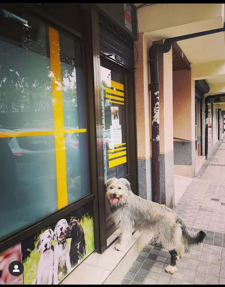Clínica Veterinaria Elu