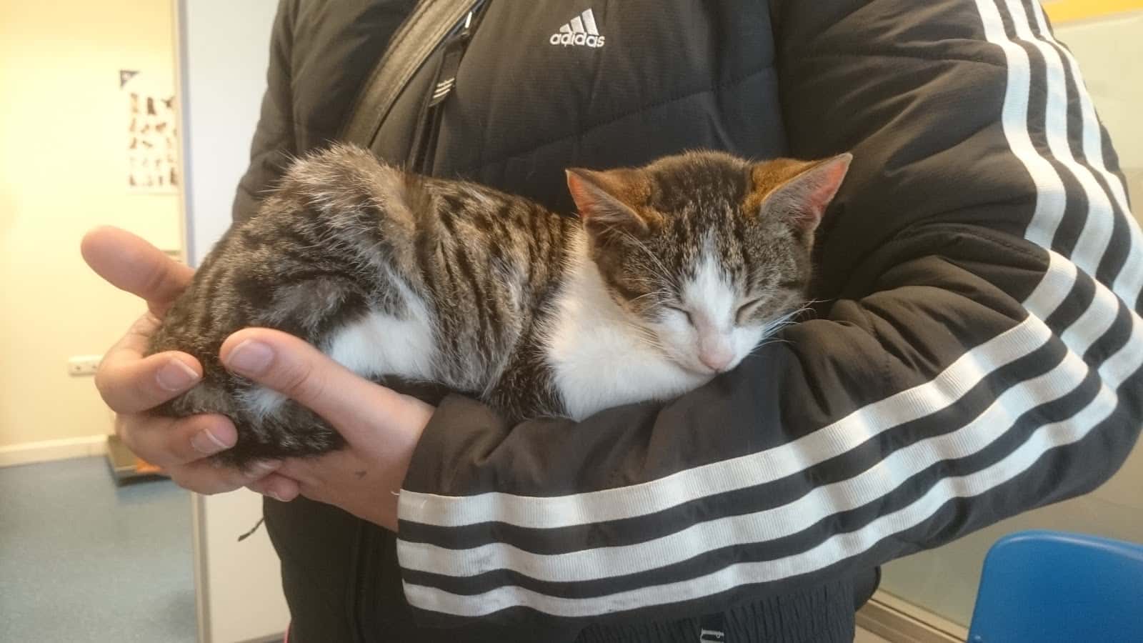 Clínica Veterinaria Elu