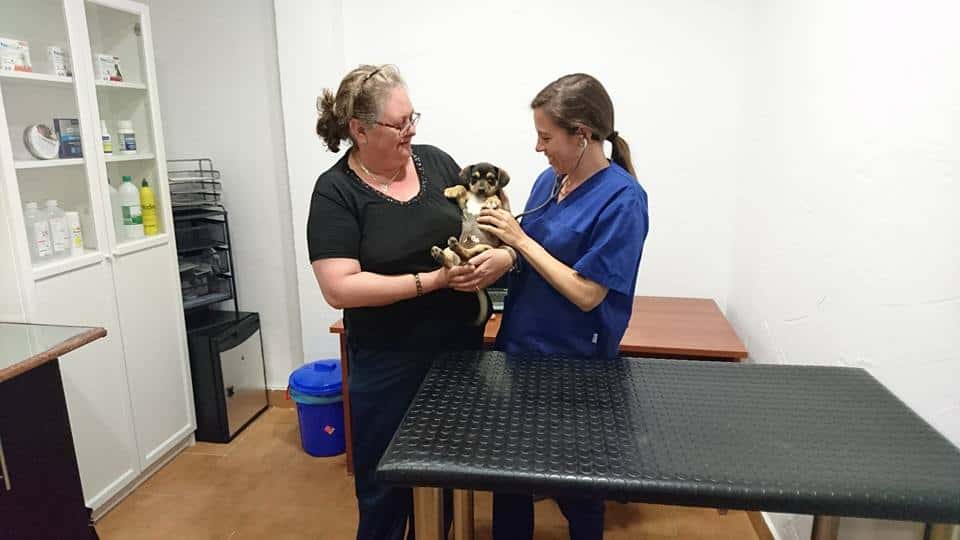 Centro veterinario El bulldog ingles