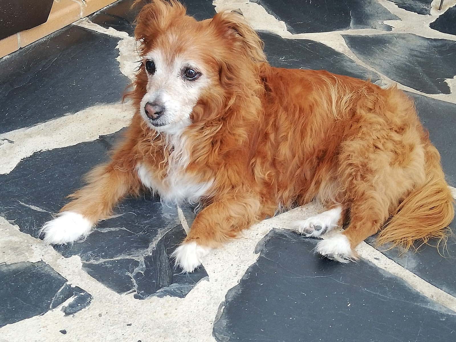 Clinica Veterinaria Zampivet