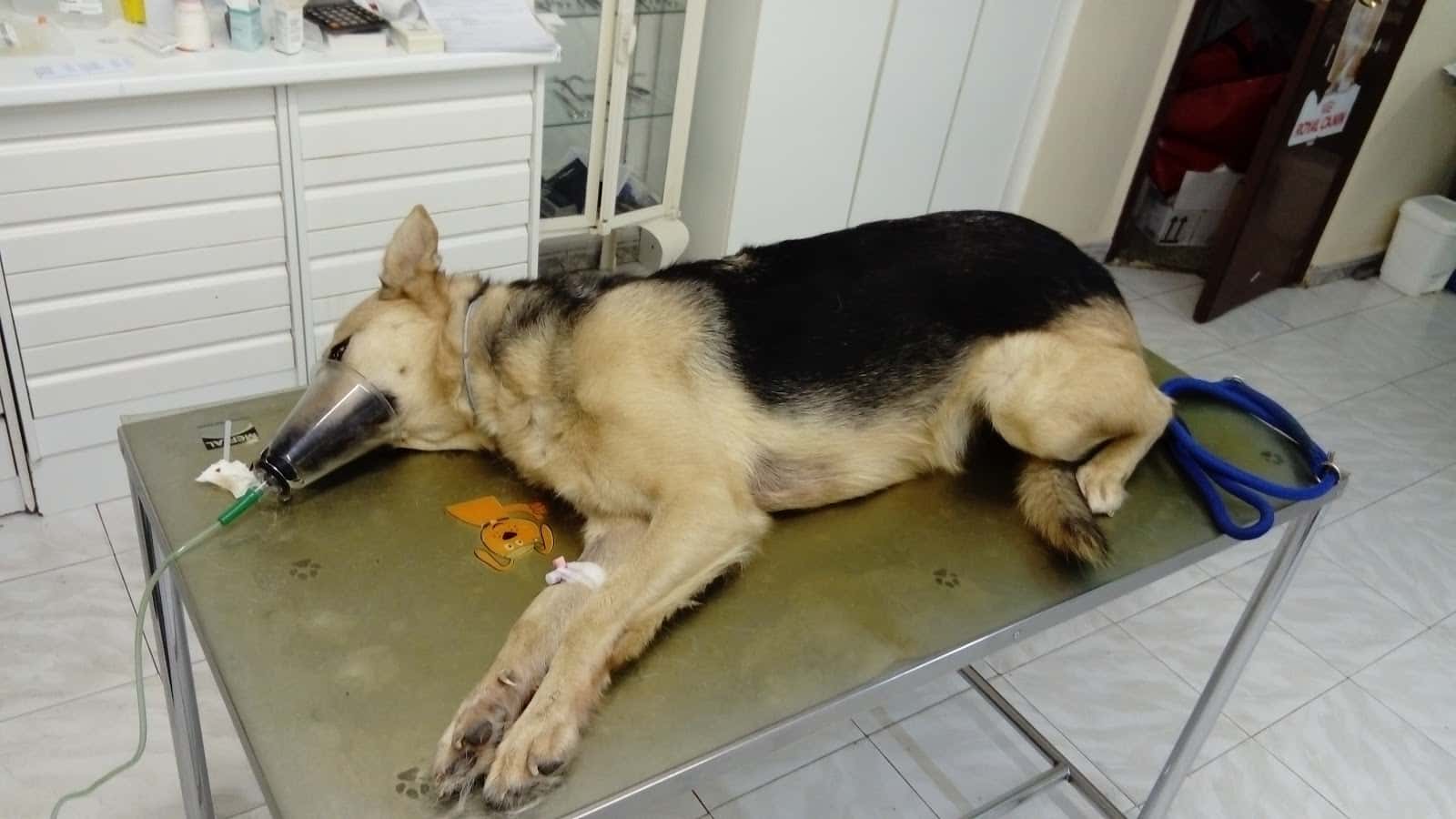 Centro Veterinario Don Can