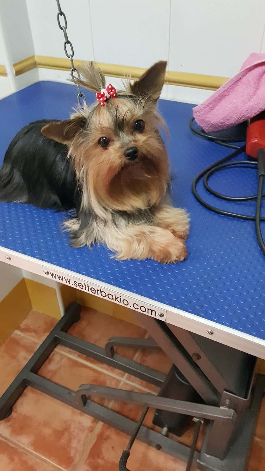 centro veterinario dunas veterinario centro en almonte en huelva principalImage ADOPTA Sitios Pet Friendly