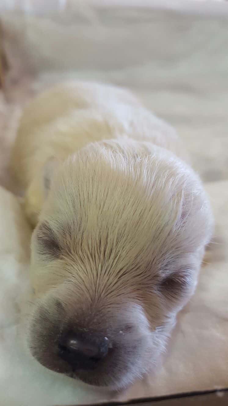 clinica veterinaria salud doñana