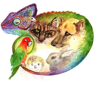 Clínica Veterinaria DeLi