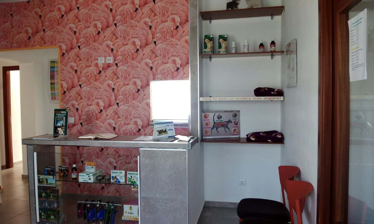 clinica veterinaria deli veterinario clinica en ayamonte en huelva principalImage ADOPTA Sitios Pet Friendly