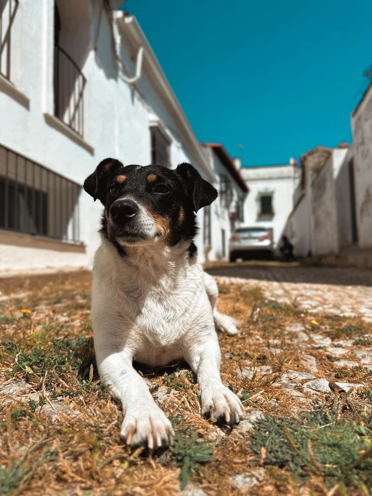 LaVida Vet. Consulta Veterinaria Especialista en Pequeños Animales y Exóticos