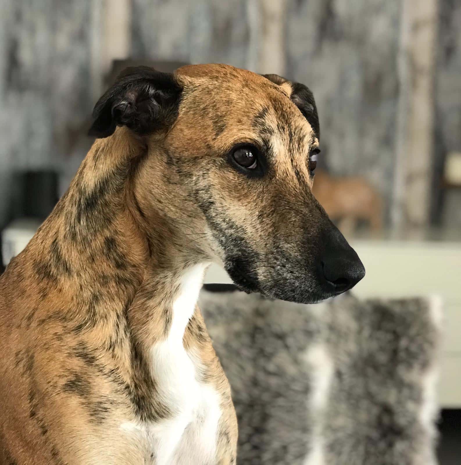 Clinica Veterinaria Isla Mascota