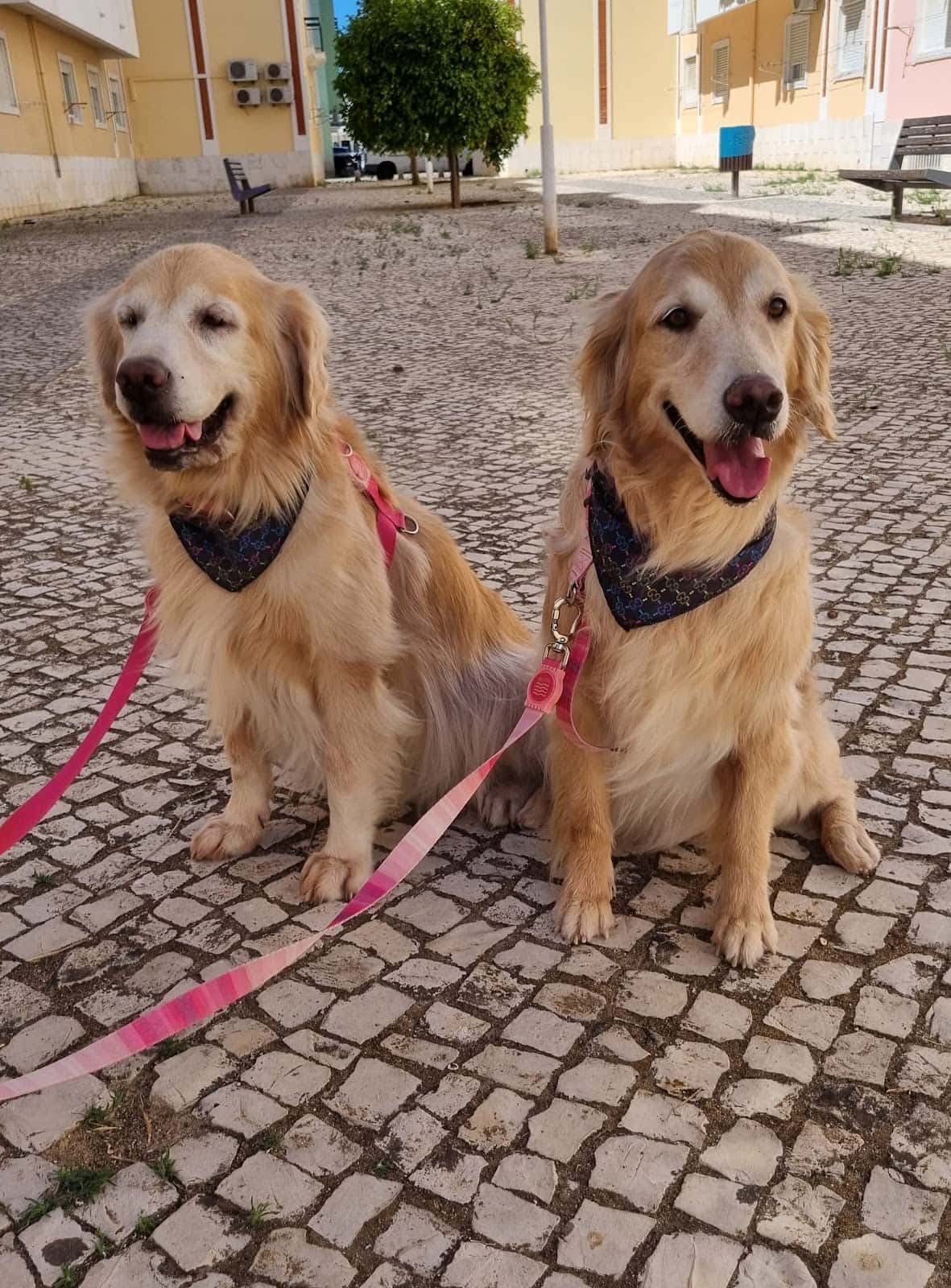 clinica veterinaria dr elisabete santos veterinario clinica barrio vila real de santo antonio en vila real de santo antonio en vila real de santo antonio principalImage ADOPTA Sitios Pet Friendly