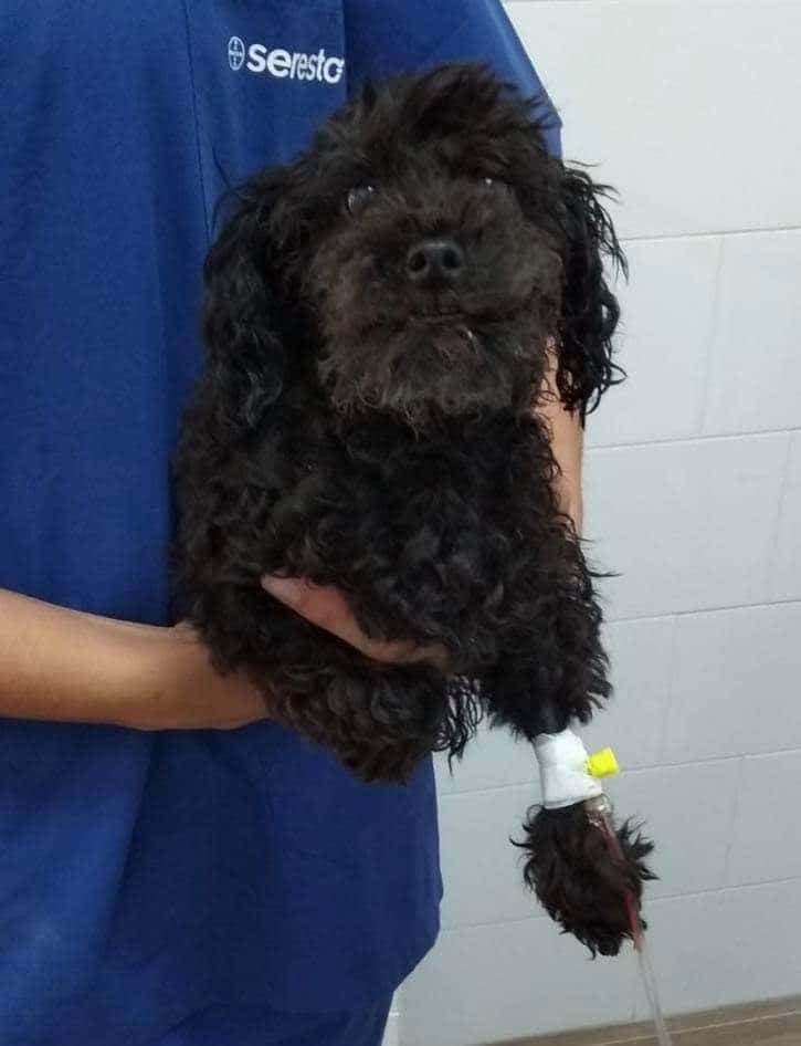 Clínica Veterinaria Lucía Morgado García
