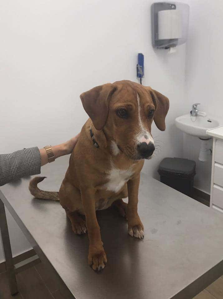 Clínica Veterinaria Lucía Morgado García