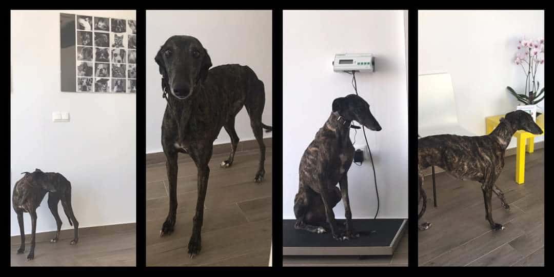 Clínica Veterinaria Lucía Morgado García