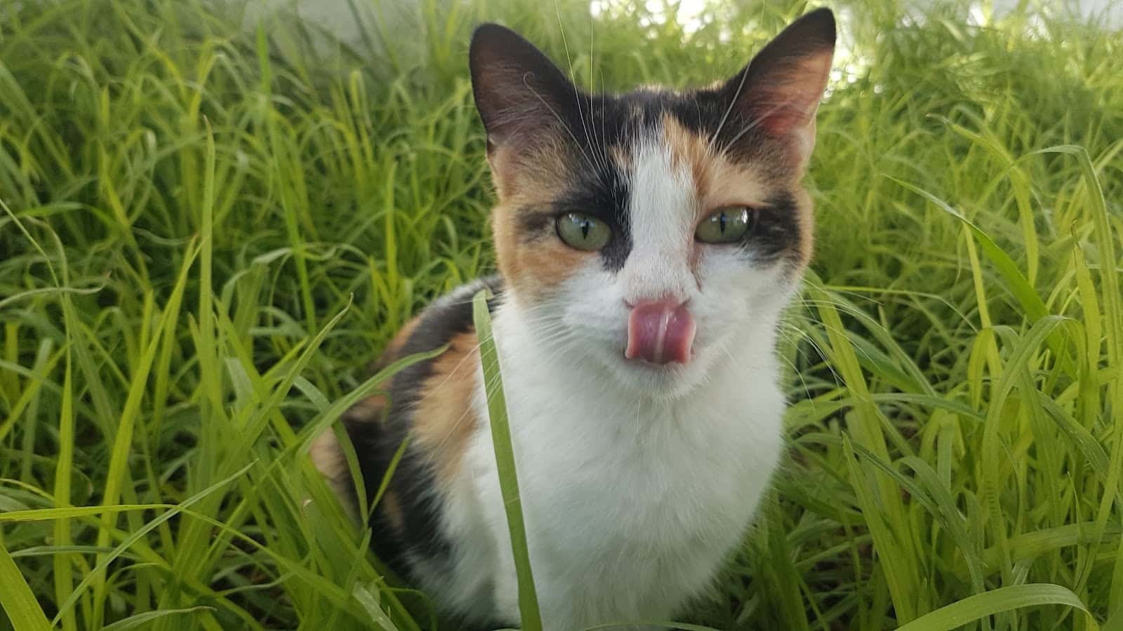 Clínica Veterinaria Sierra de Aracena