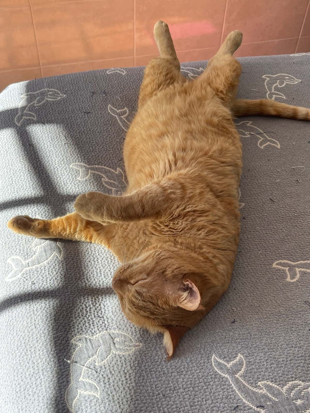 Vilavet - Clínica Veterinária