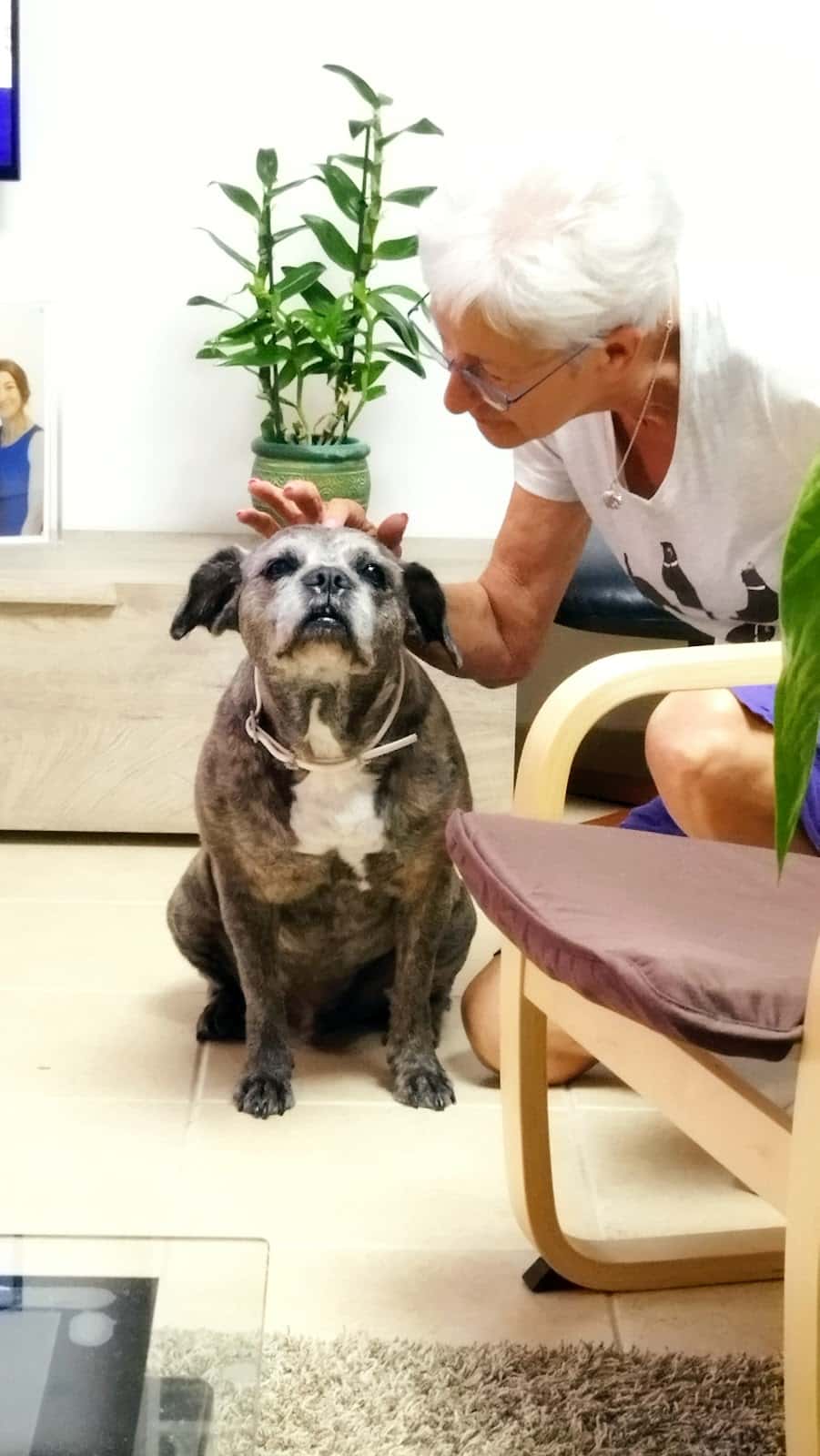 Vilavet - Clínica Veterinária