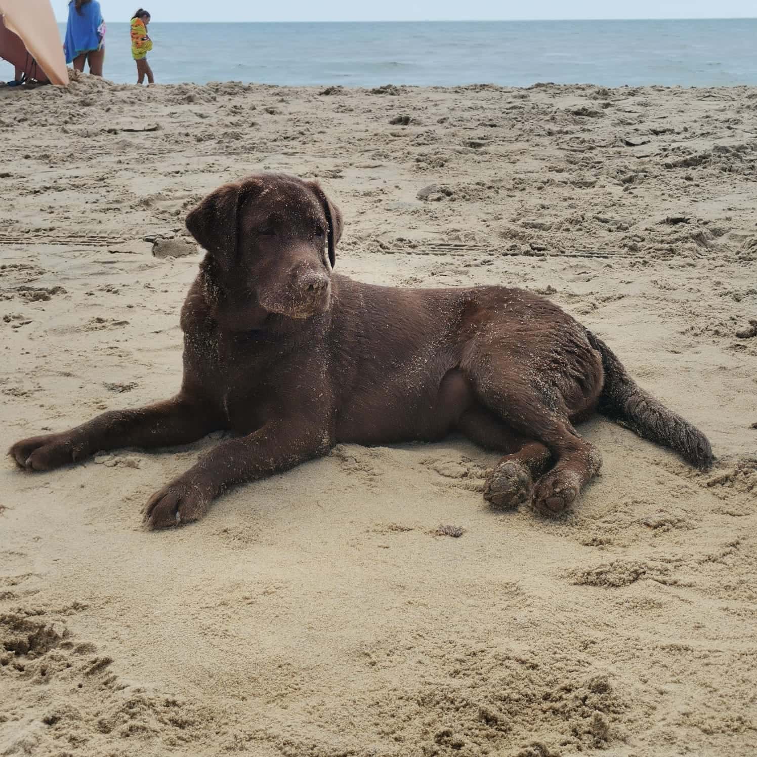 clinica veterinaria isla cristina veterinario clinica en isla cristina en huelva principalImage ADOPTA Sitios Pet Friendly