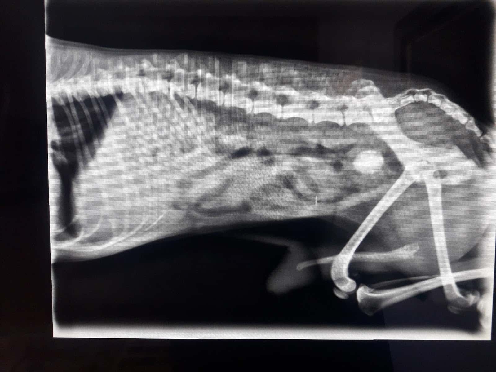 Clinica Veterinaria Rivero Aparicio