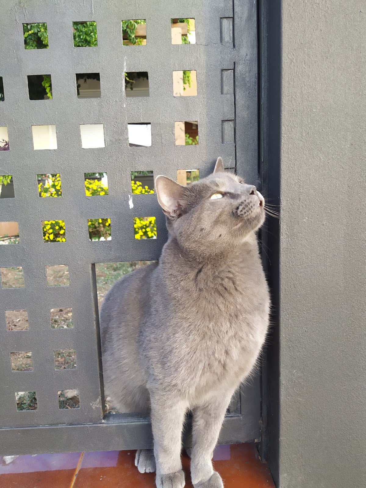 Clinica Veterinaria El Acuario SLP