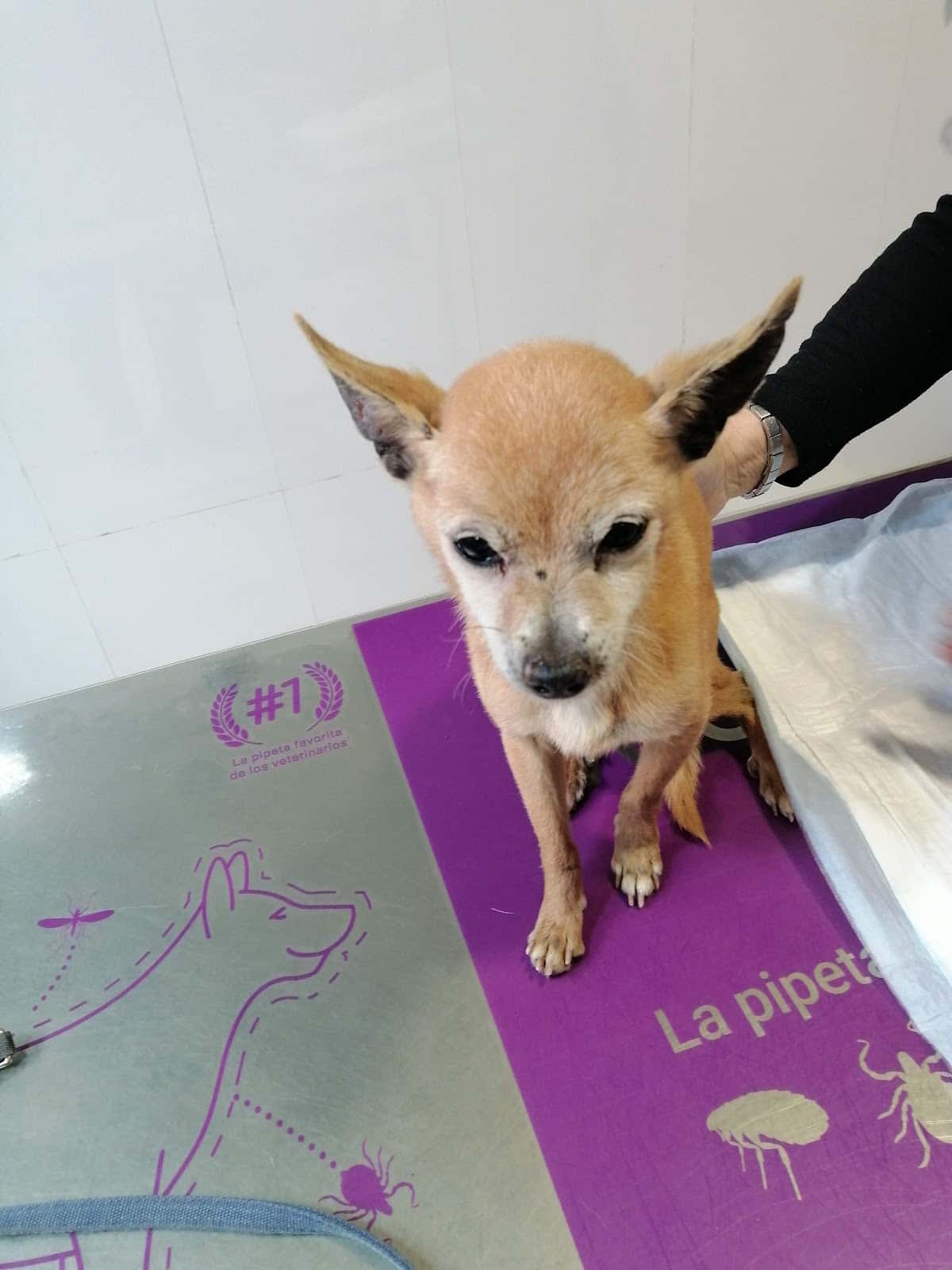 Clinica Veterinaria El Acuario SLP