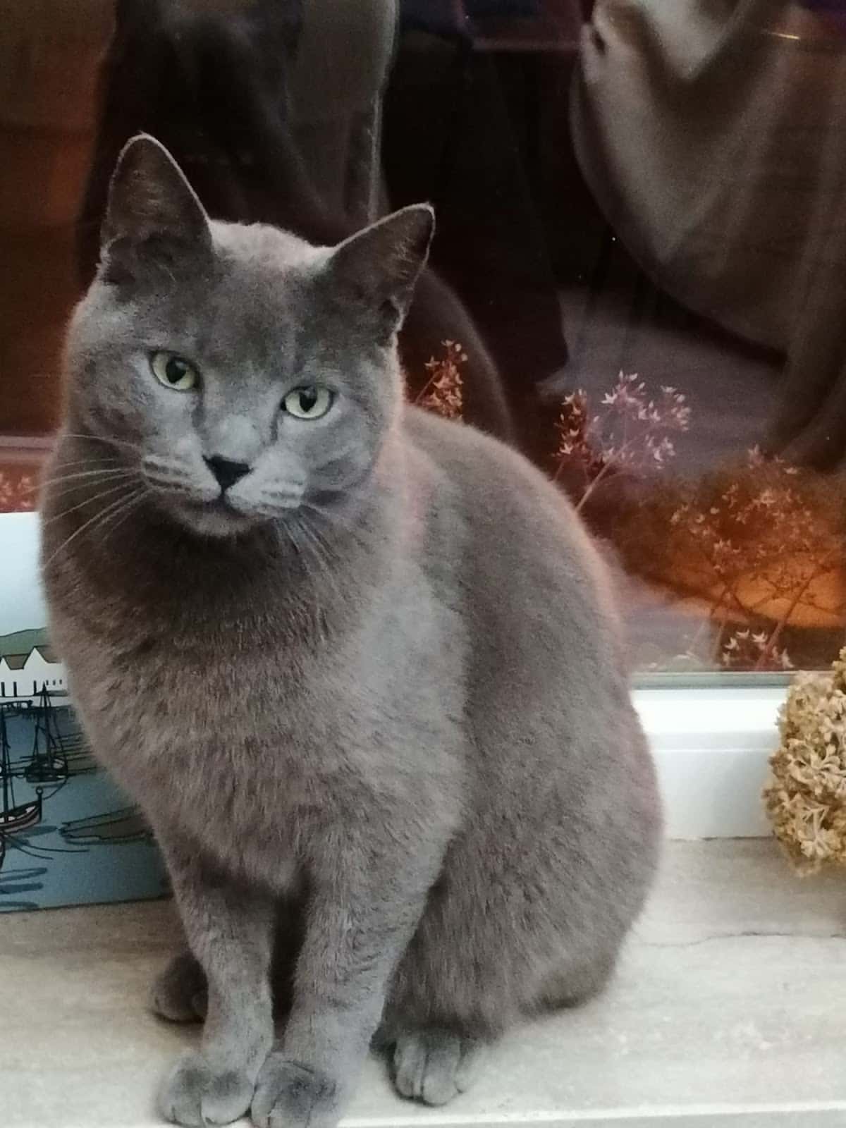 clinica veterinaria el acuario slp veterinario clinica en ayamonte en huelva principalImage ADOPTA Sitios Pet Friendly