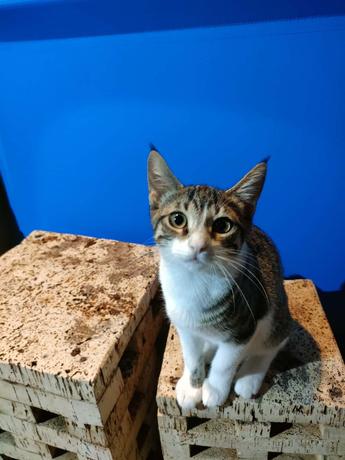 Clínica Veterinaria Ayamonte