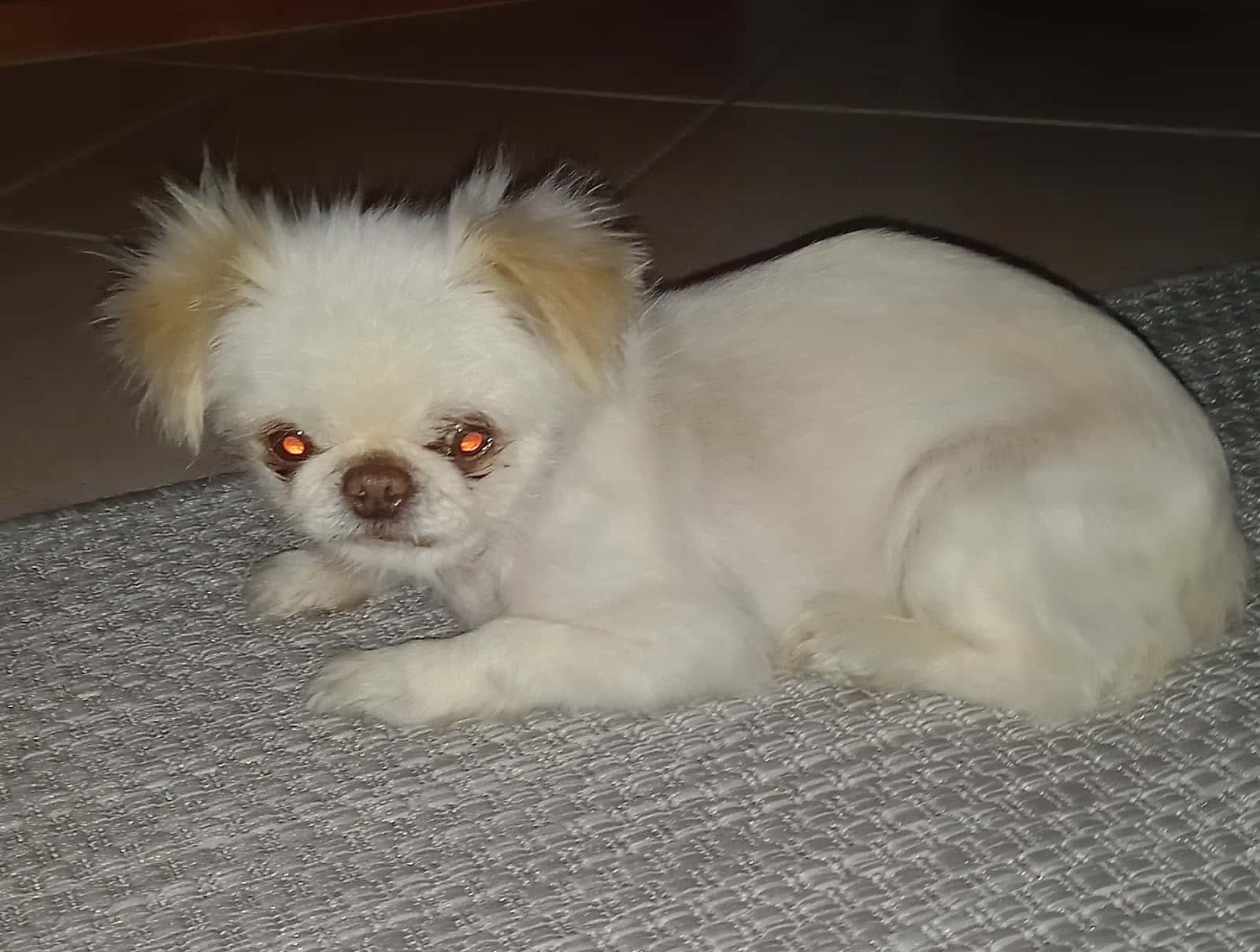 Clínica Veterinaria Ayamonte