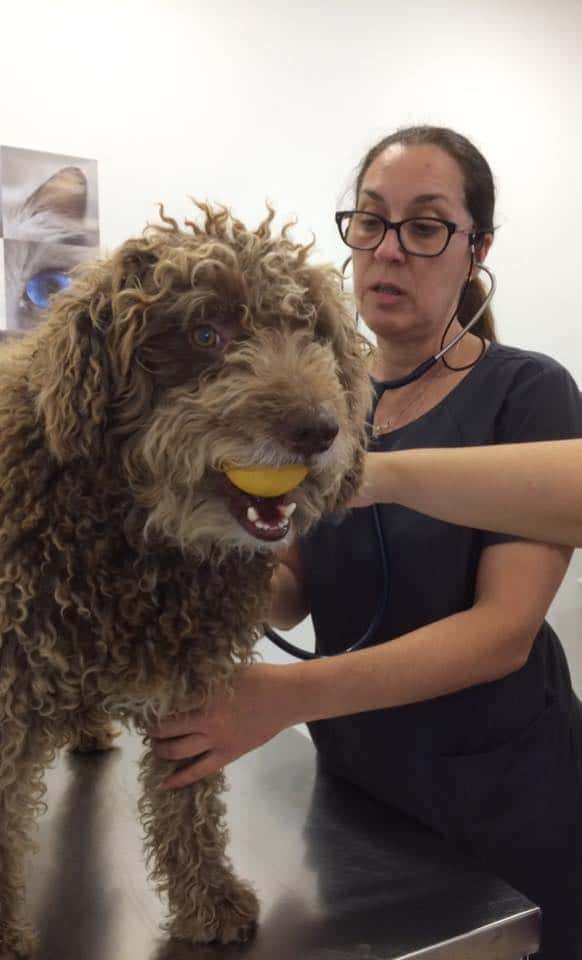 Centro Veterinario Corrales