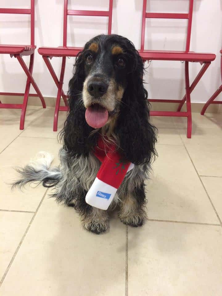 Centro Veterinario Corrales