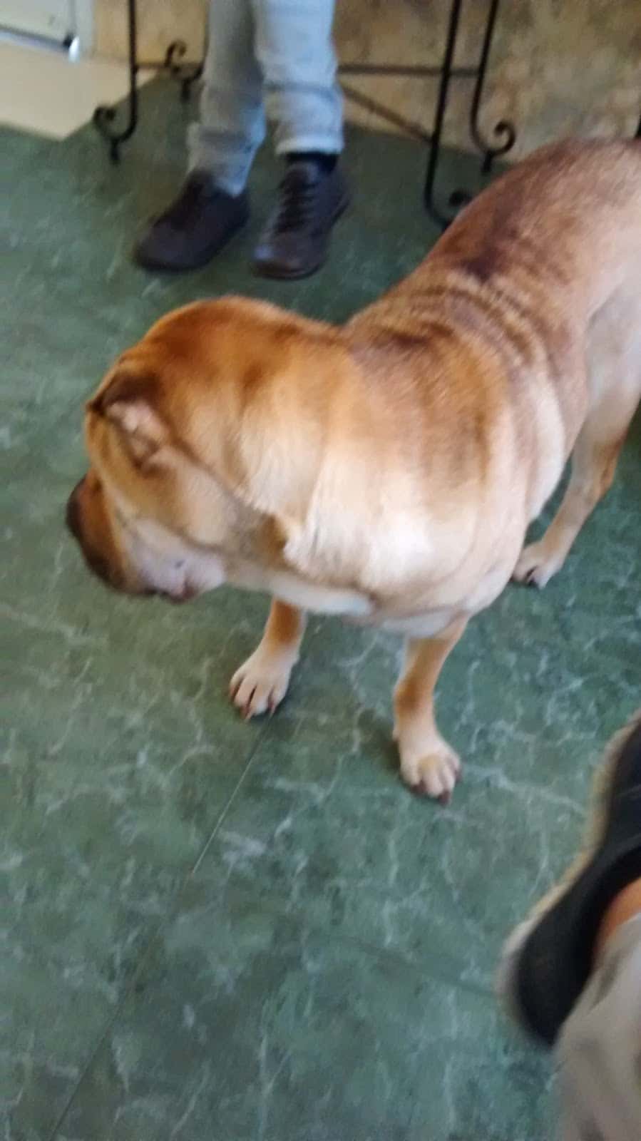 CVA - Centros Veterinarios Antúnez